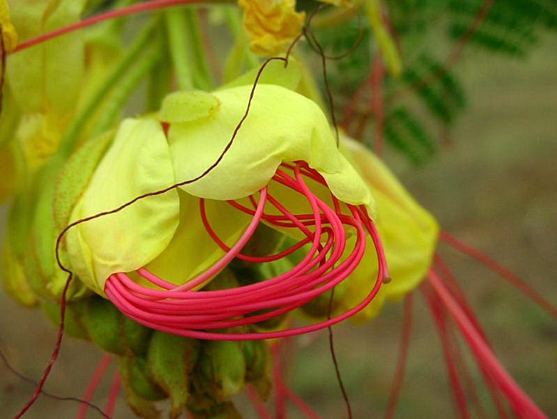 Poinciana gilliesii (pianta coltivata)